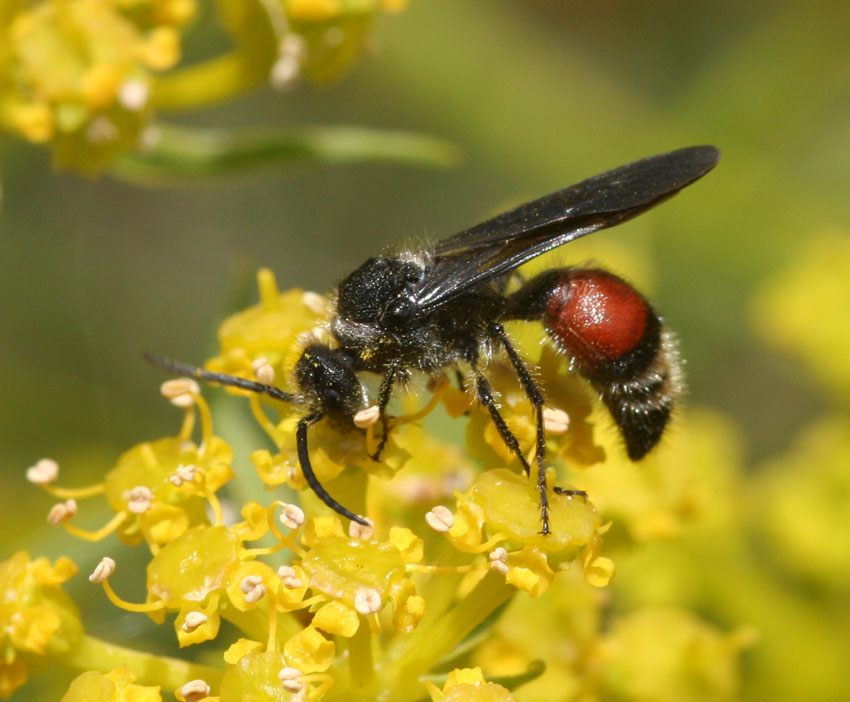 Nemka viduata e Dasylabris maura carinulata (Mutillidae)